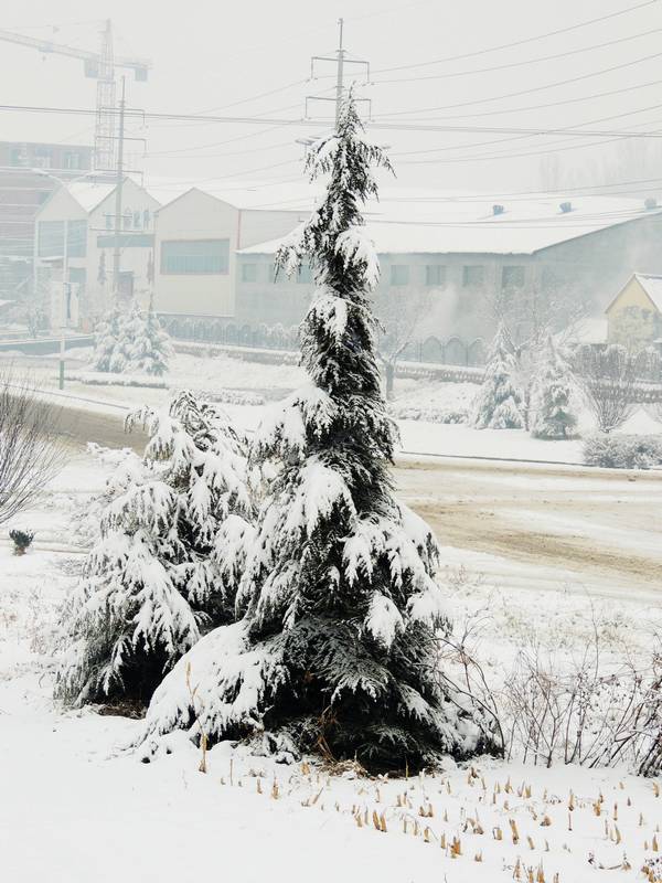 小松树也变得分外漂亮